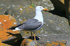 Lesser Black-backed Gull